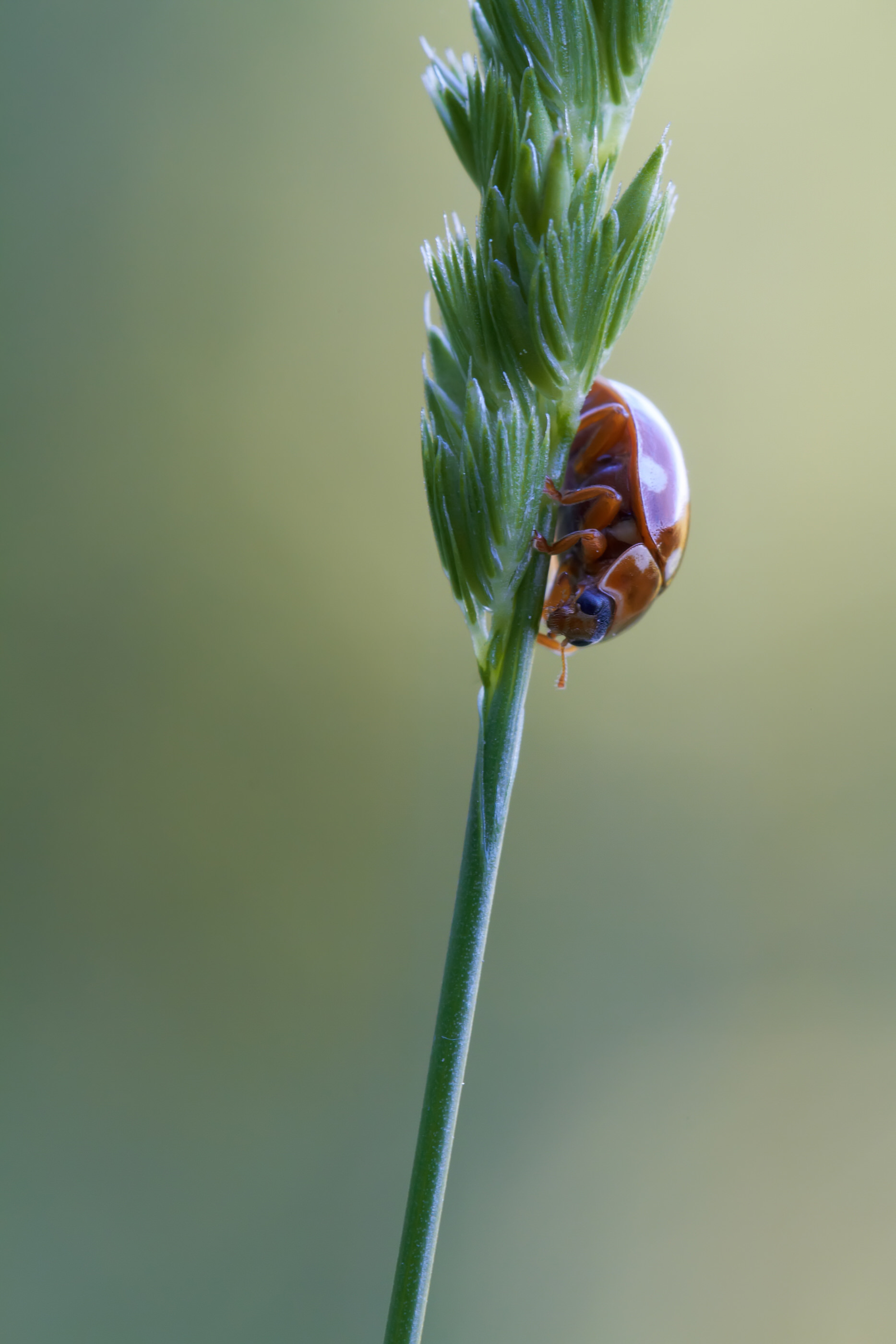 Calvia quatuordecimguttata Vierzehntropfiger Marienkäfer 008